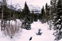 baronet in winter,yellowstone.