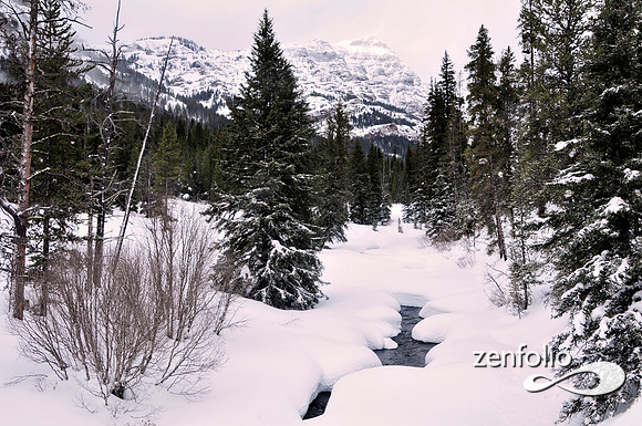 baronet in winter,yellowstone.