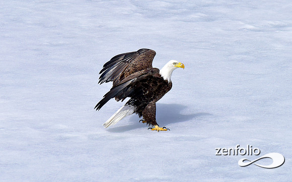 inflight bald eagle (13)