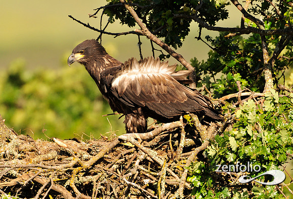 bald eagle 2011