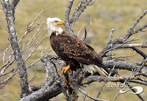bald eagle pirched (1)