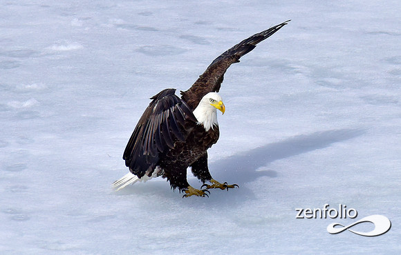 inflight bald eagle (7)