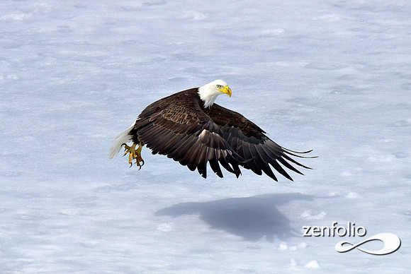 inflight bald eagle (2)
