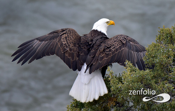 bald eagle (8)