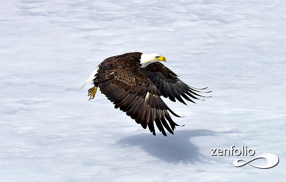 inflight bald eagle (10)