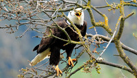 bald eagle.