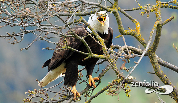 bald eagle.