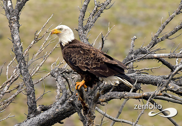 bald eagle pirched (4)