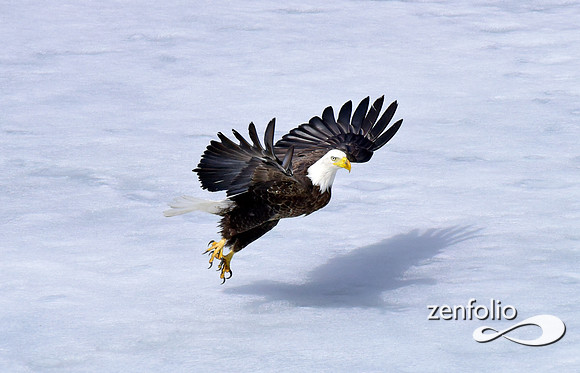 inflight bald eagle (9)