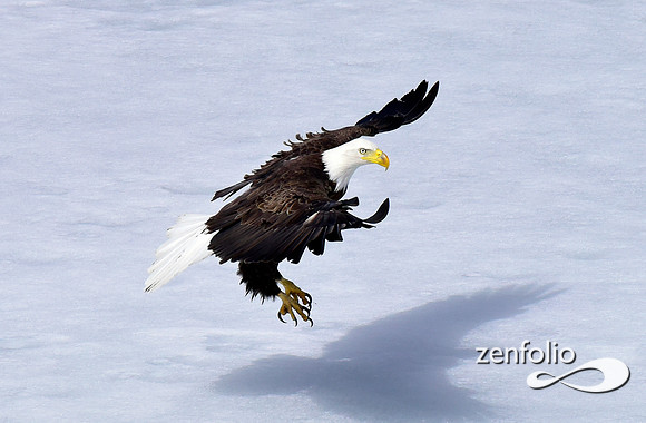 inflight bald eagle (12)