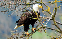 bald eagle.