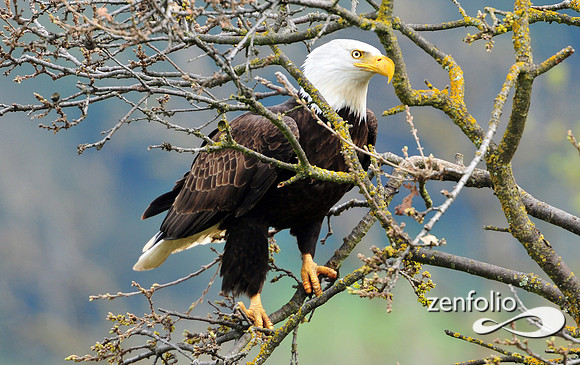 bald eagle.