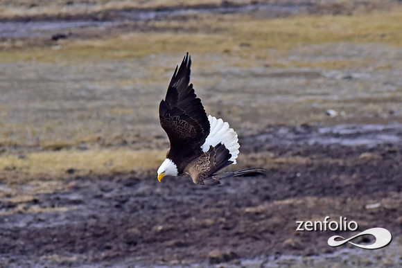 bald eagle (28)