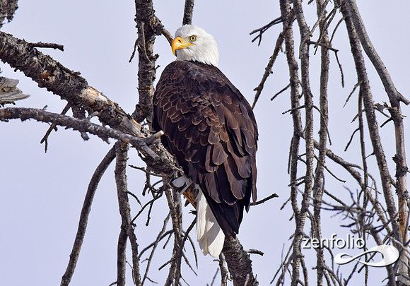 bald eagle