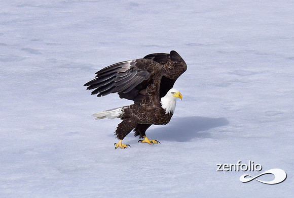 inflight bald eagle (8)