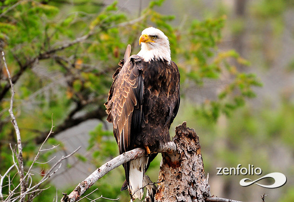 bald eagle.