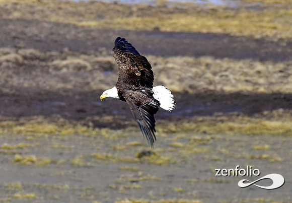 bald eagle 2017 (4)