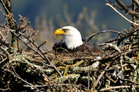 bald eagle.