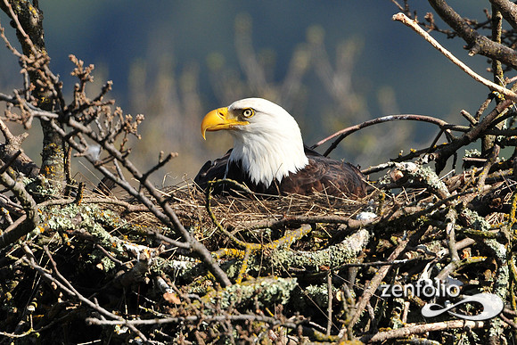 bald eagle.