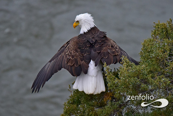 bald eagle (10)