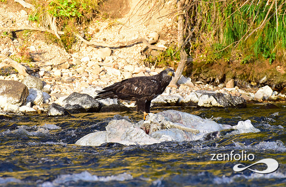 juvenile bald eagle (1)