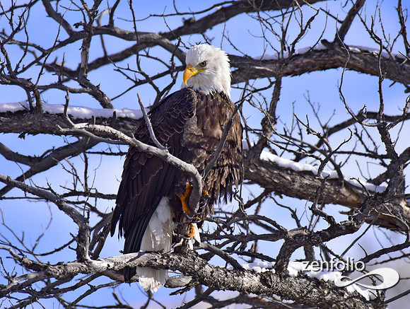 bald eagle (18)