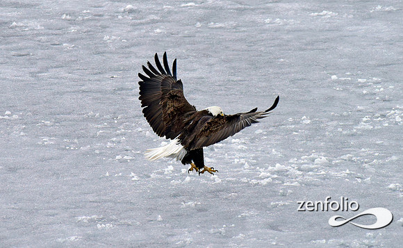 bald eagle (25)