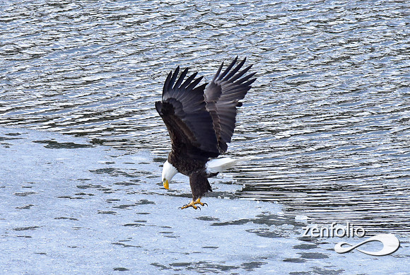 bald eagle (22)