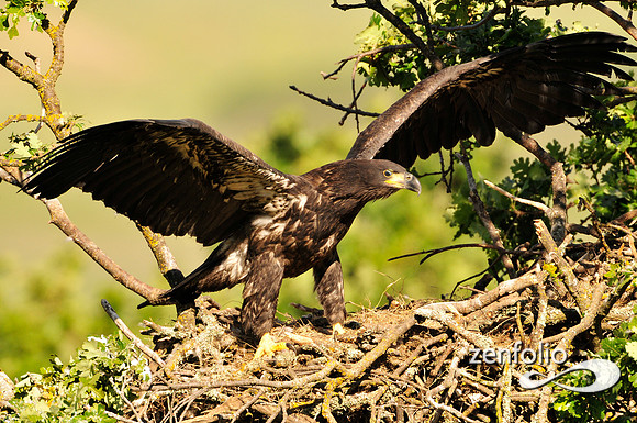bald eagle