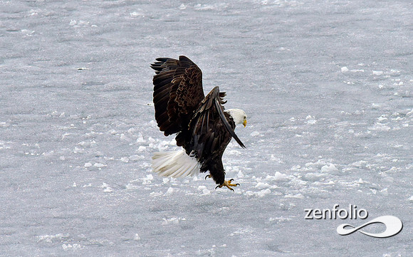 bald eagle (23)