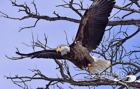 bald eagle (11)