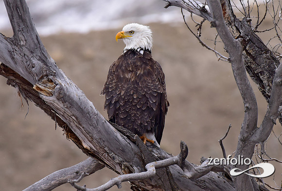 bald eagle (3)
