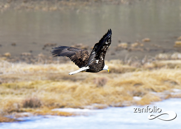 bald eagle 2017 (3)