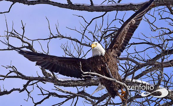 bald eagle (9)