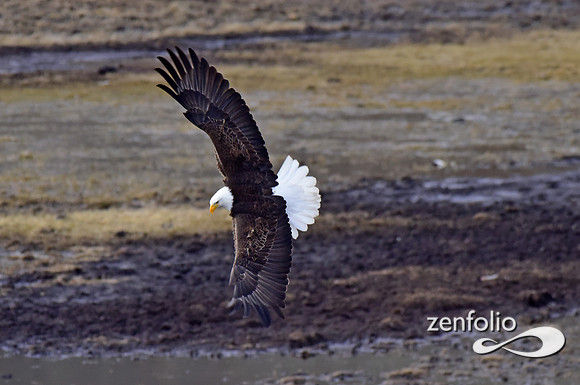 bald eagle (27)