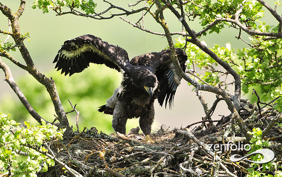 juvenile bald eagle.