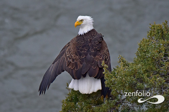 bald eagle (11)