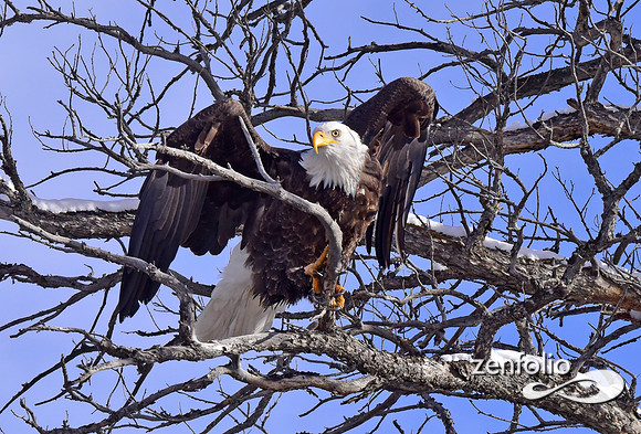 bald eagle (19)