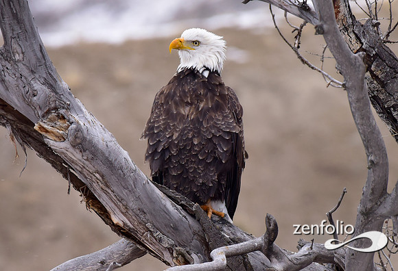 bald eagle (1)