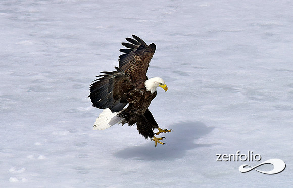 inflight bald eagle (6)