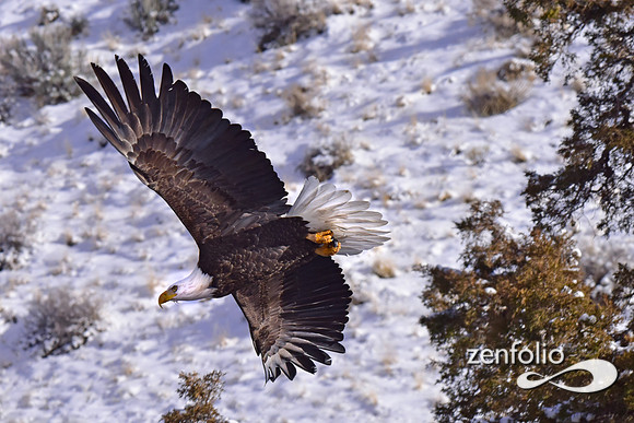 bald eagle (14)
