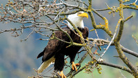 bald eagle.