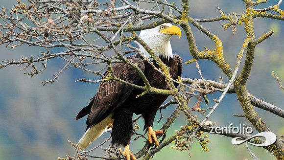 bald eagle.