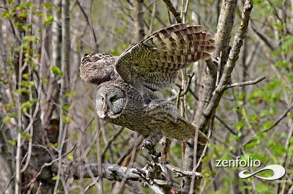 great grey owl (1)