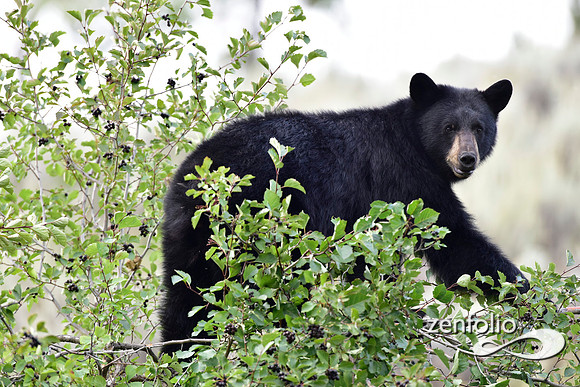 _TED3023