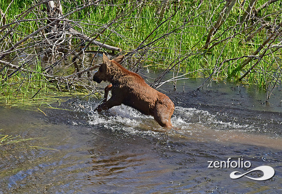 moose calk in the tetons.