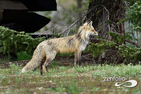 mother fox with her 6 kits (33)