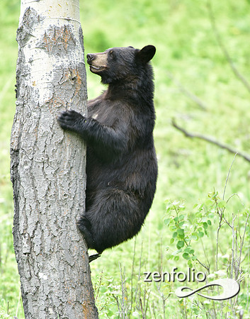 black bear climbing an aspen tree (4)
