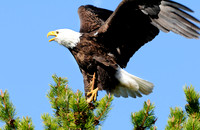 bald eagle landing.