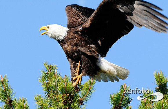 bald eagle landing.